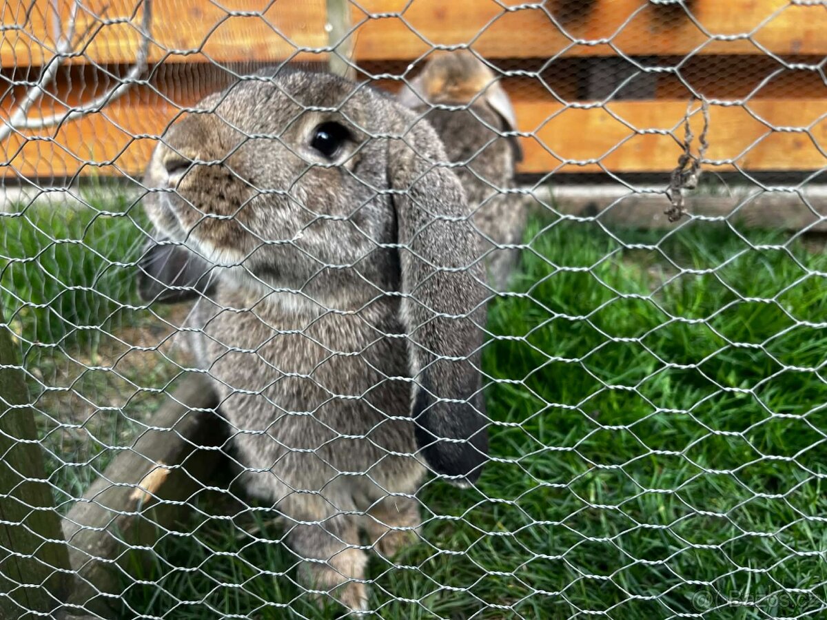 Samice Francouzských beranů - 2