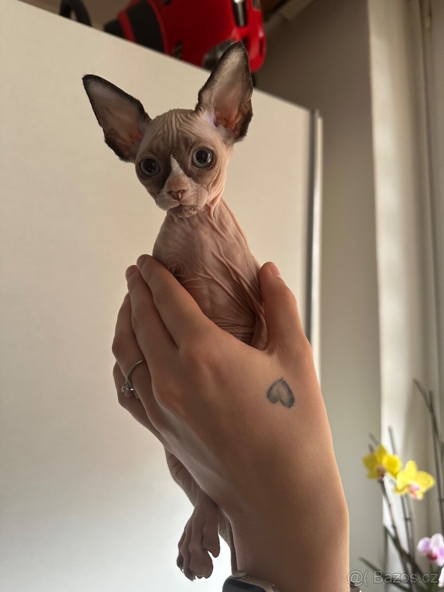 Koťata sphynx - 2