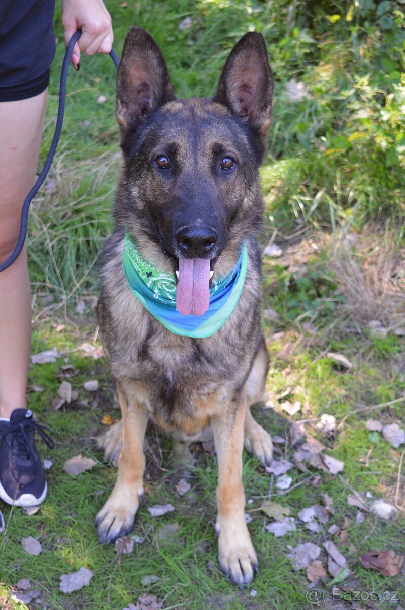 René hlada domov - 2