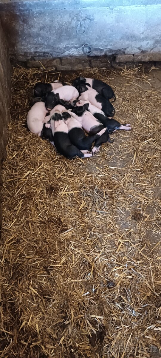 Prodám selata přeštického prasete. - 2