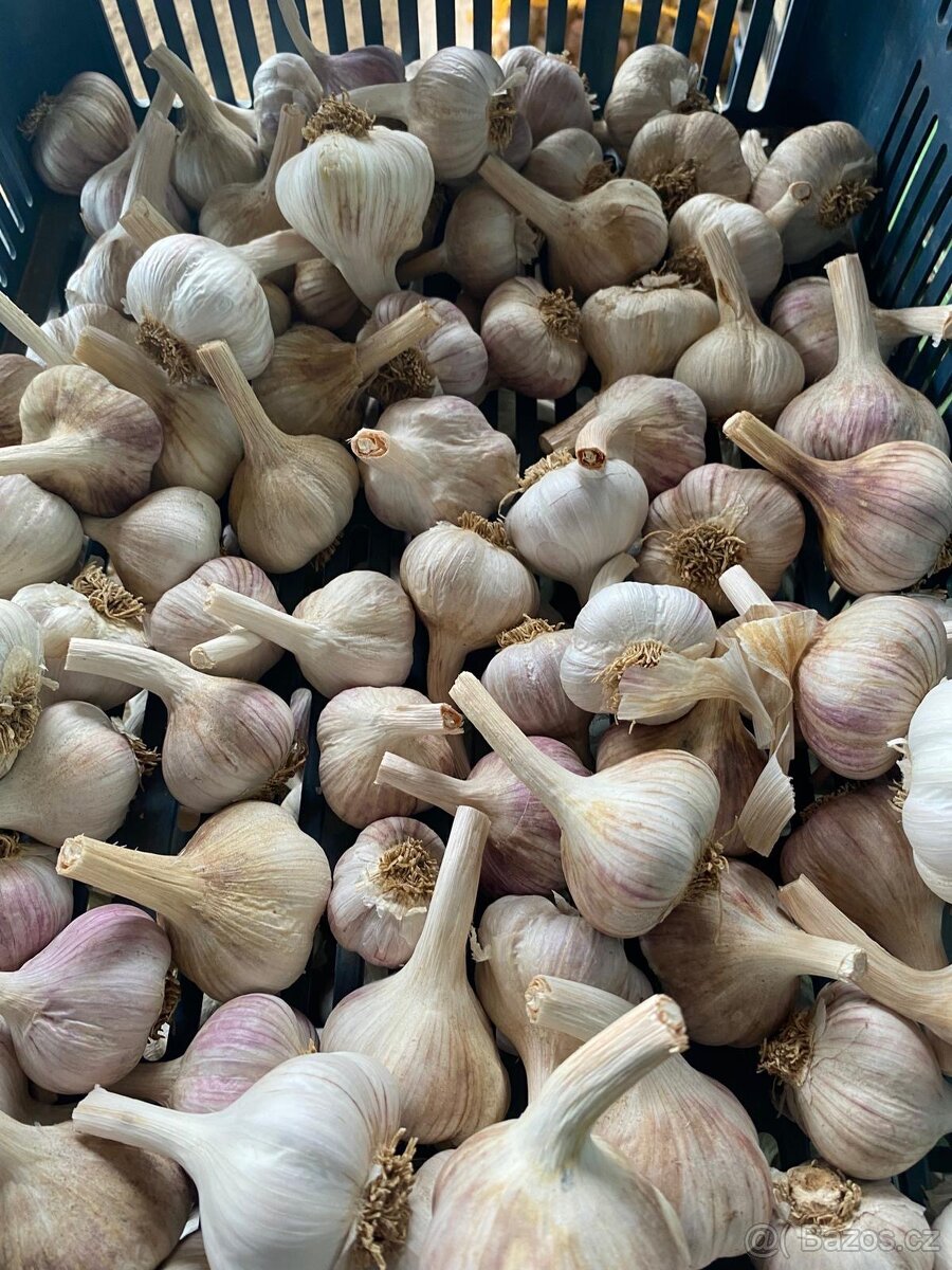 Česnek Slavin II - 2