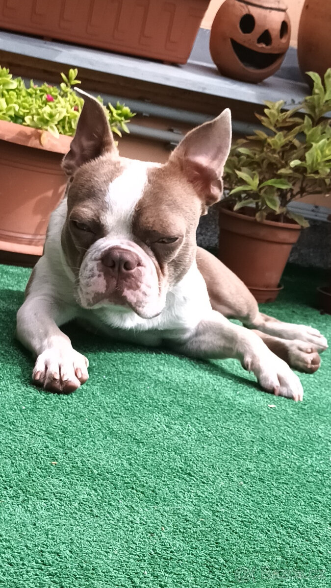 Krytí boston terrier colored (champagne) - 2