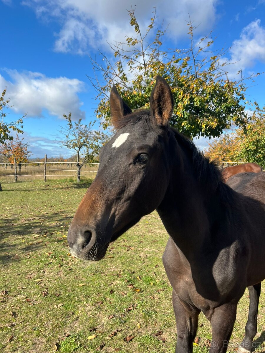 Prodám hřebečka CS - 2