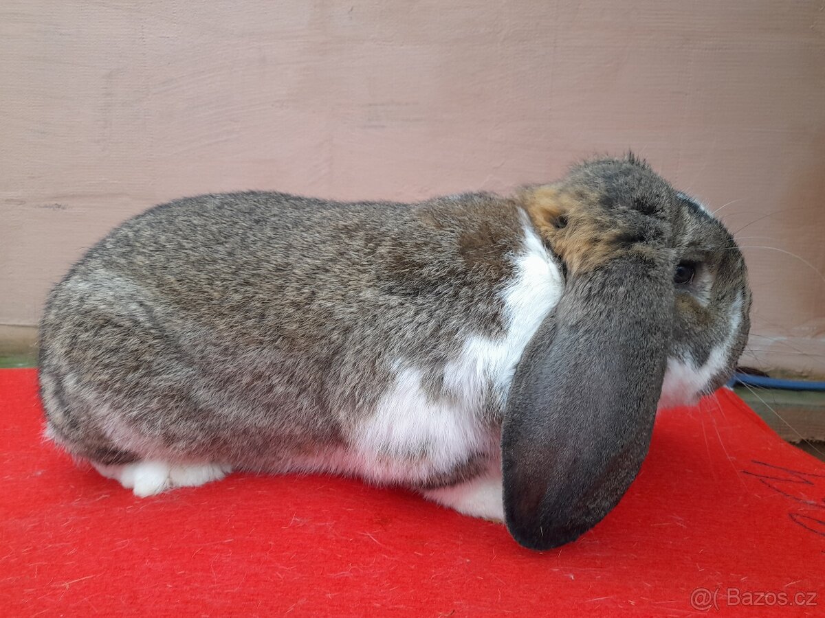 Francouzsky beran. Fb strakaty - 2