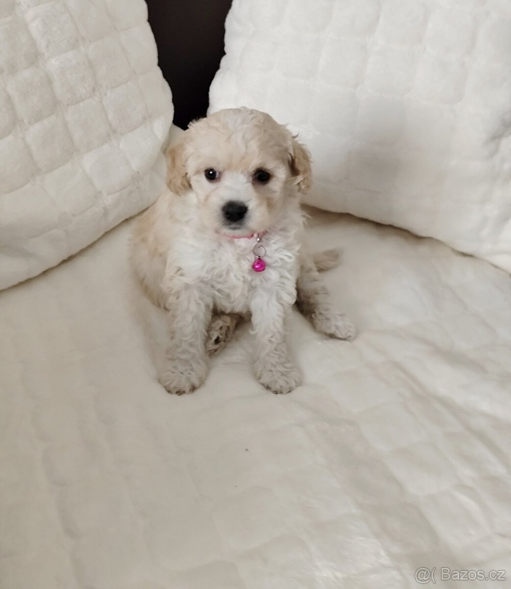 Maltipoo - 2