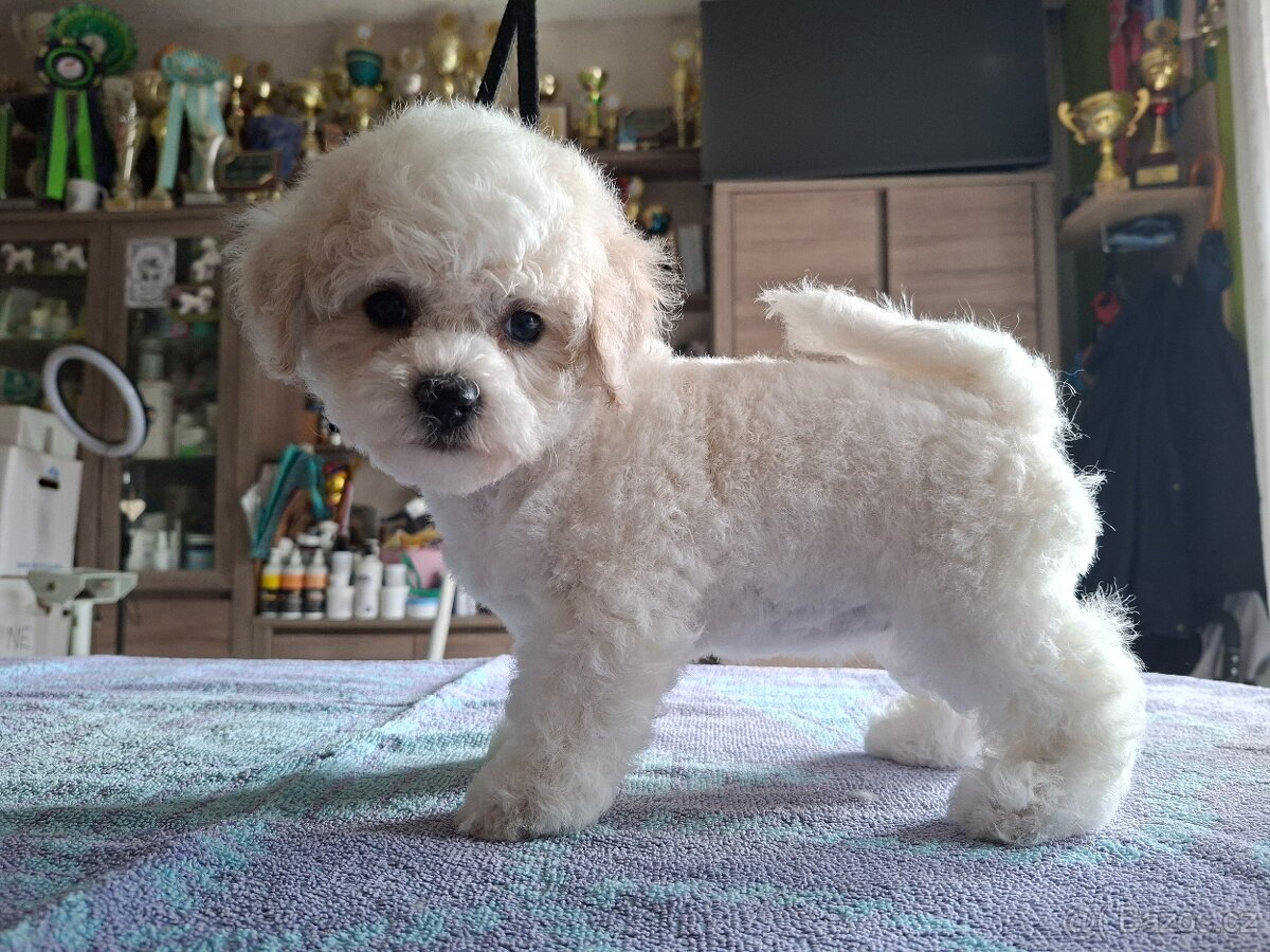 Bišonek štěňátka s PP - 2