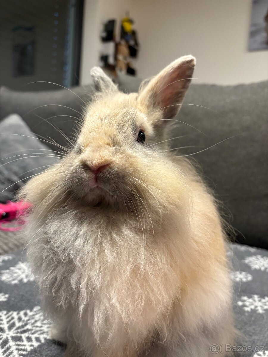 Teddy Beránek králík - 2