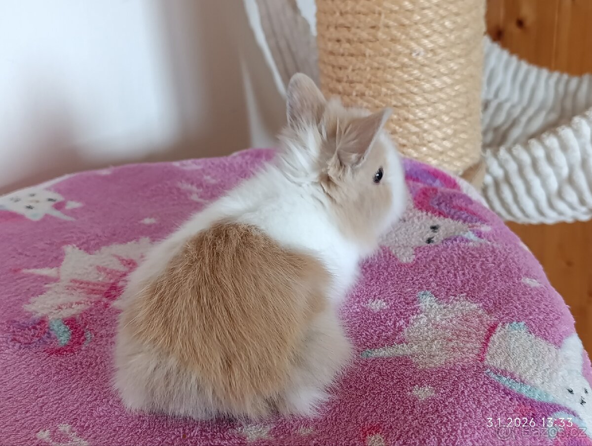 Zakrslý teddy králík - mláďata - 2