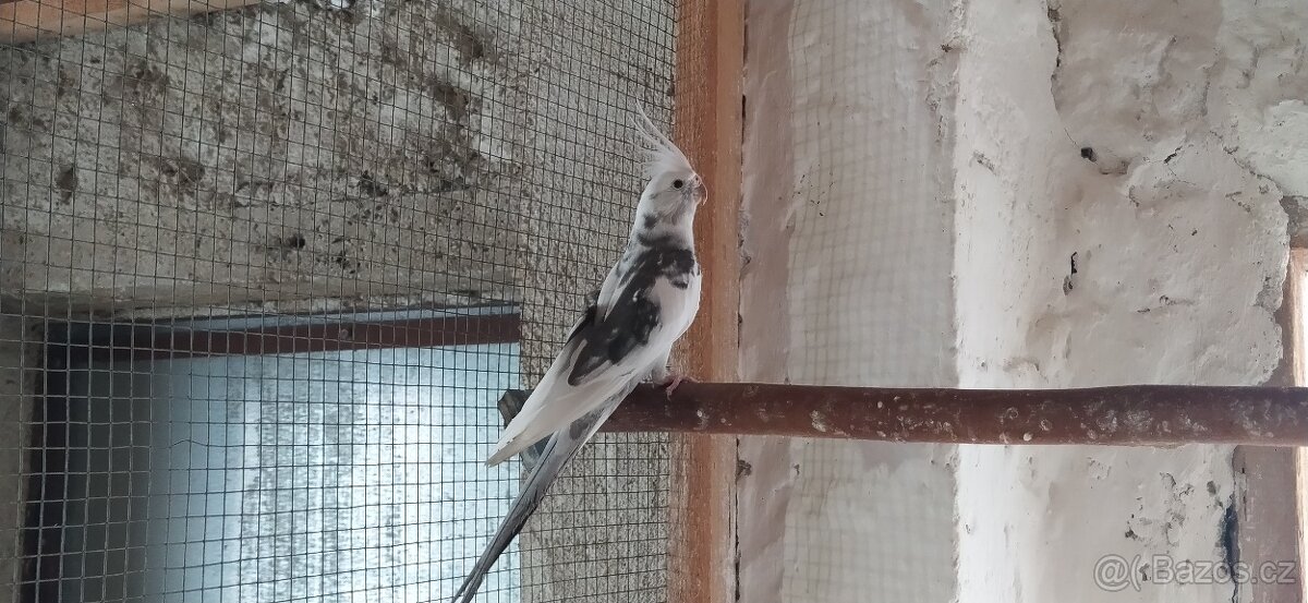 KORELY - ANDULKY - 2