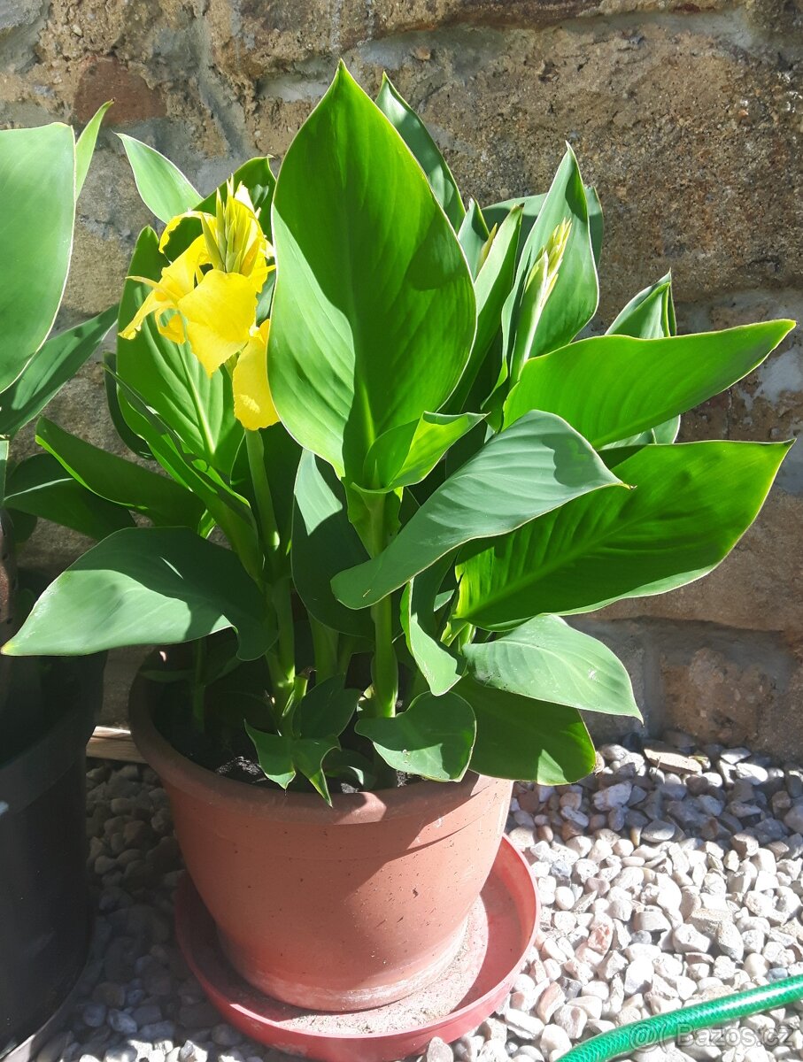 Kana, dosna žlutá - 2