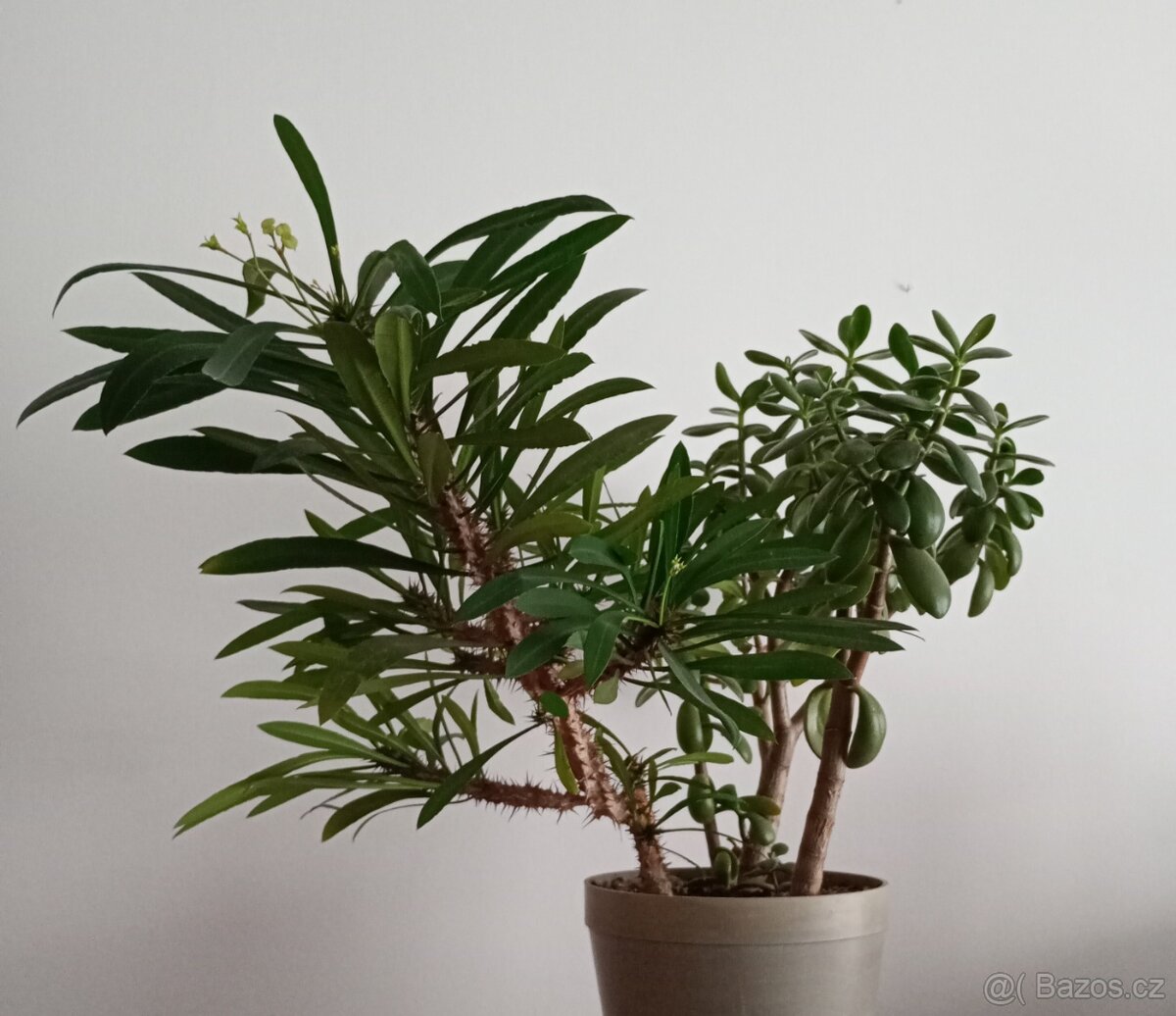 Tlustice a pryšec - 2