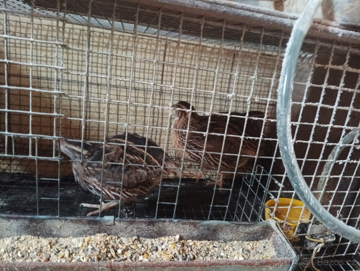 Prodám krepelky - 2