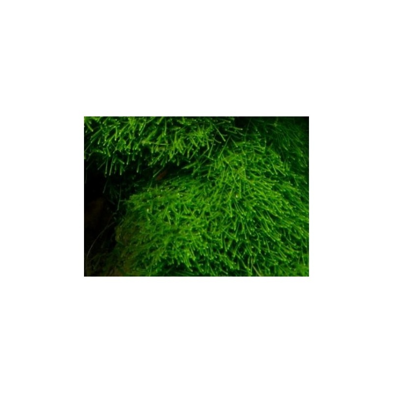 Jávský mech-Java Moss-Taxiphyllum barbieri - 2