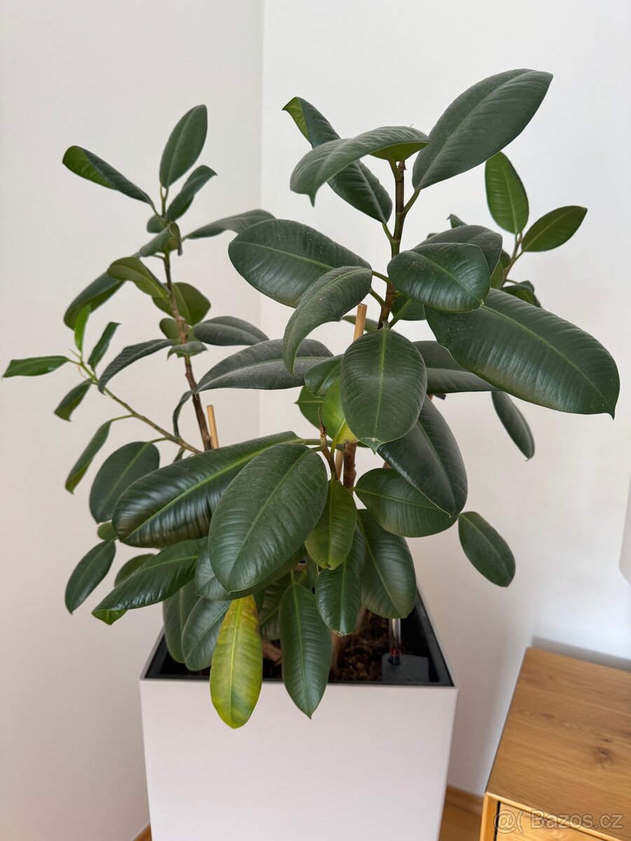 Samozavlažovací květináč Lechuza s velkým fikusem elastica - 2