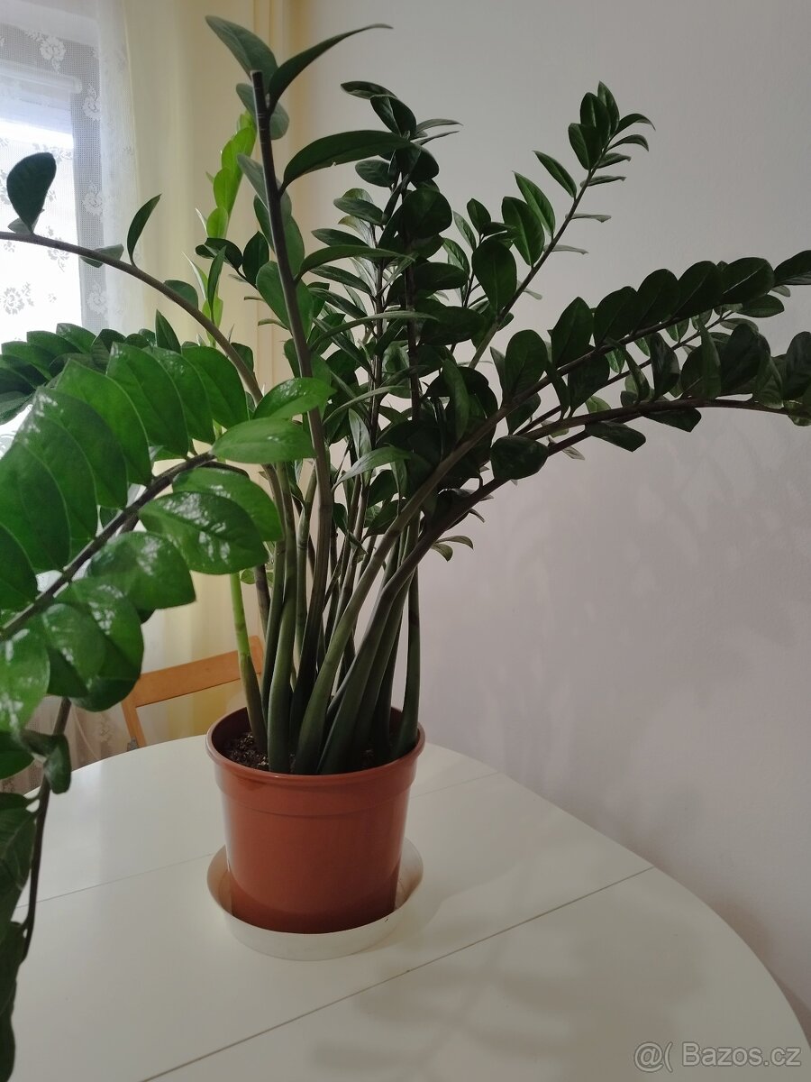 Zamioculcas výška rostliny bez květináče: 100 cm - 2