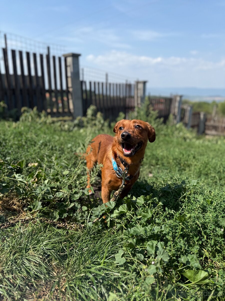 Simba - temperamentní pes, 2 roky, x jezevčík - 2