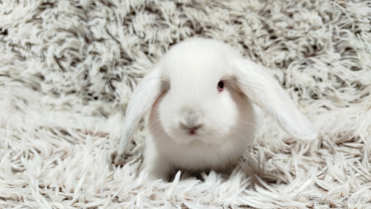 Zakrslý beránek, králíček, králík - MOLLY - 2