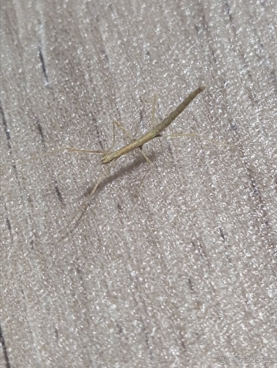 Pakobylka indická - 2