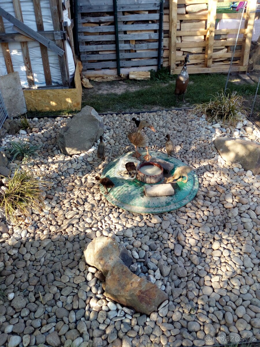 indický běžec - 2