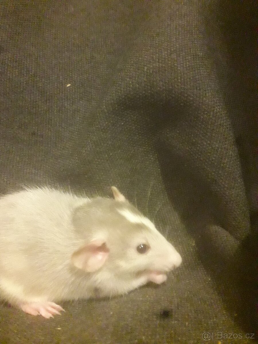 Prodám potkaní holčičky - 2