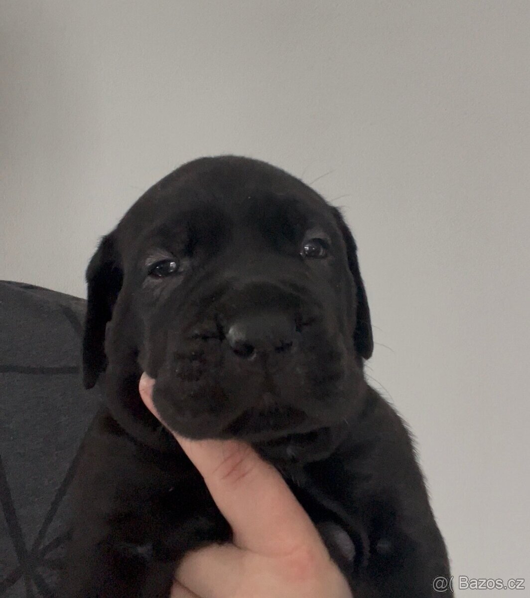 Cane Corso s PP FCI - 2