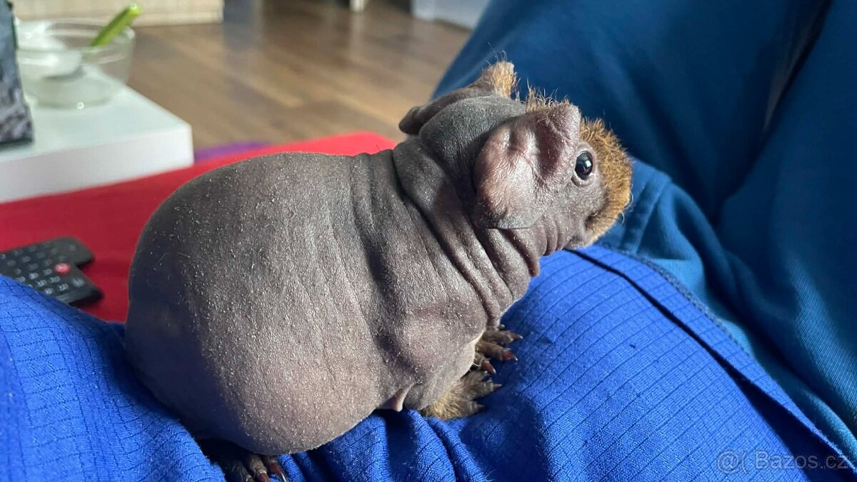 Skinny morče.morčata - 2