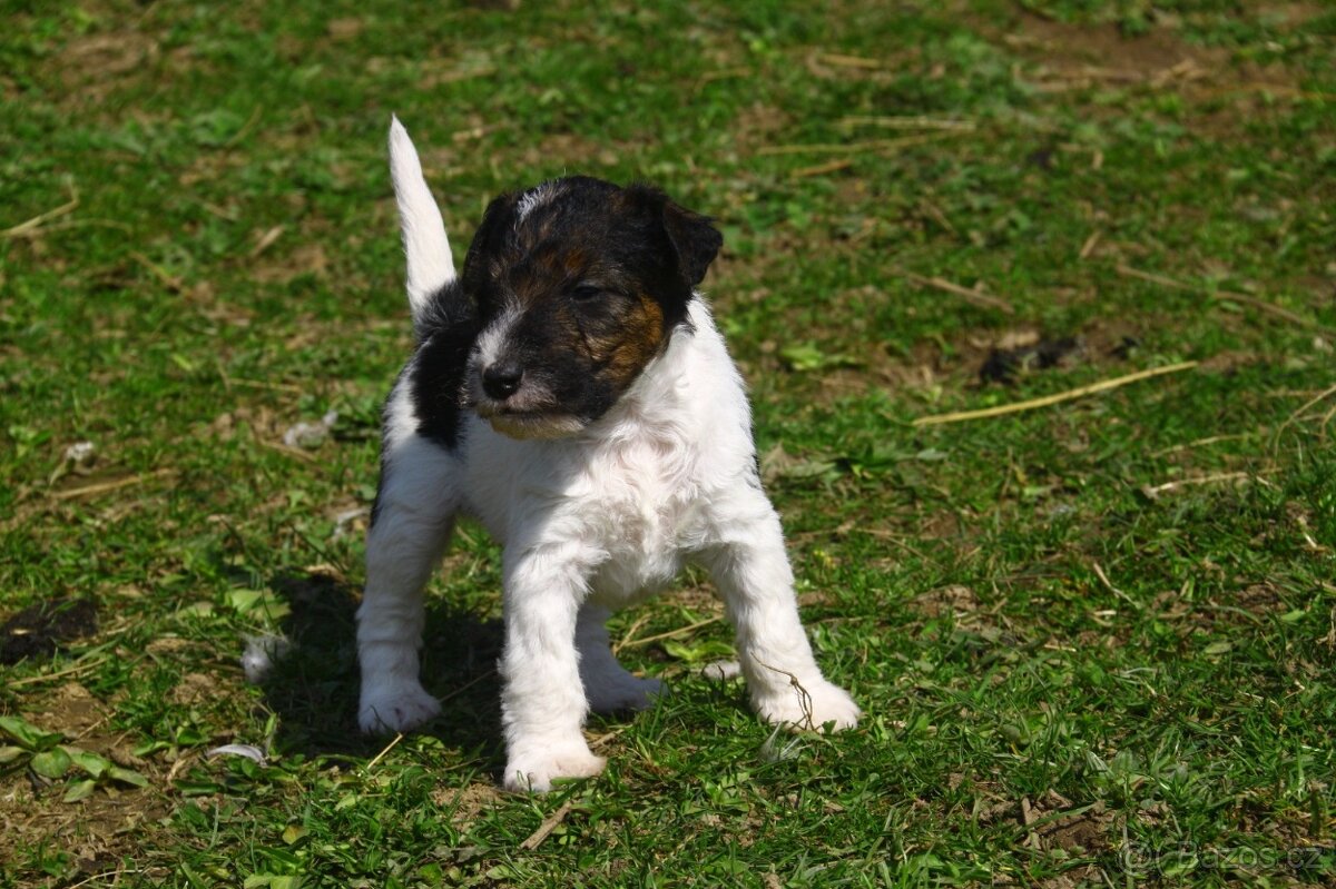 Foxterier drsnosrstý - 2