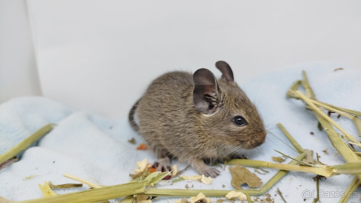 Osmák degu, Osmáci - SAMEČEK - 2