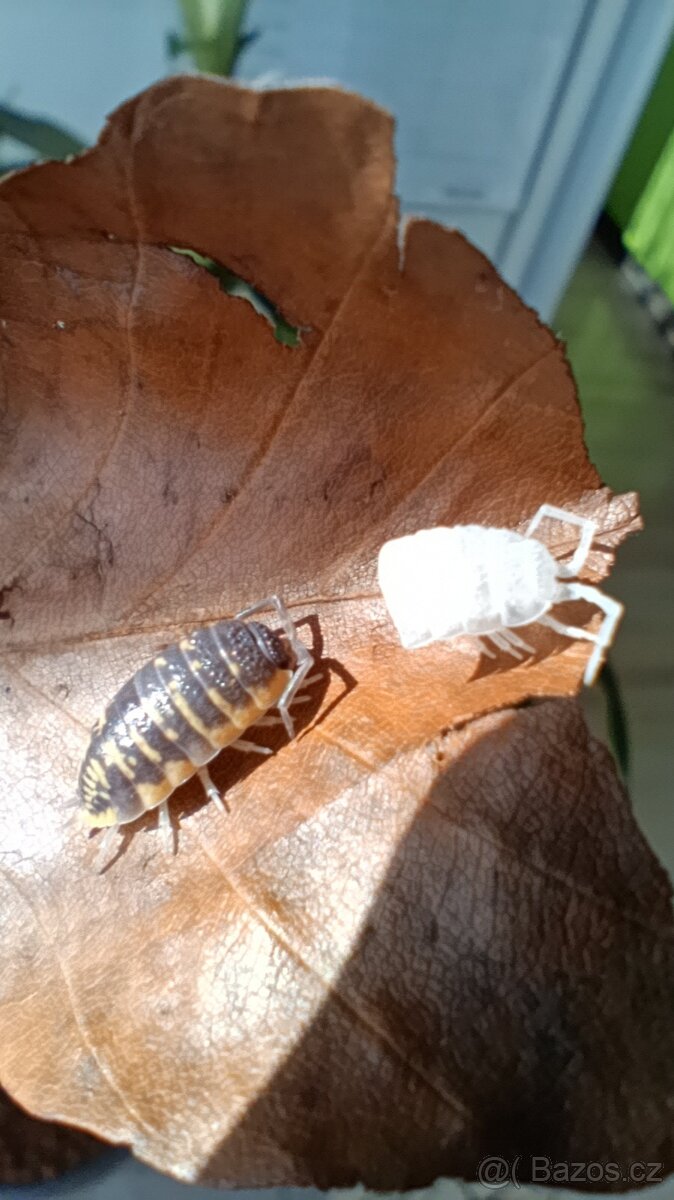 Porcellio ornatus yellow - 2