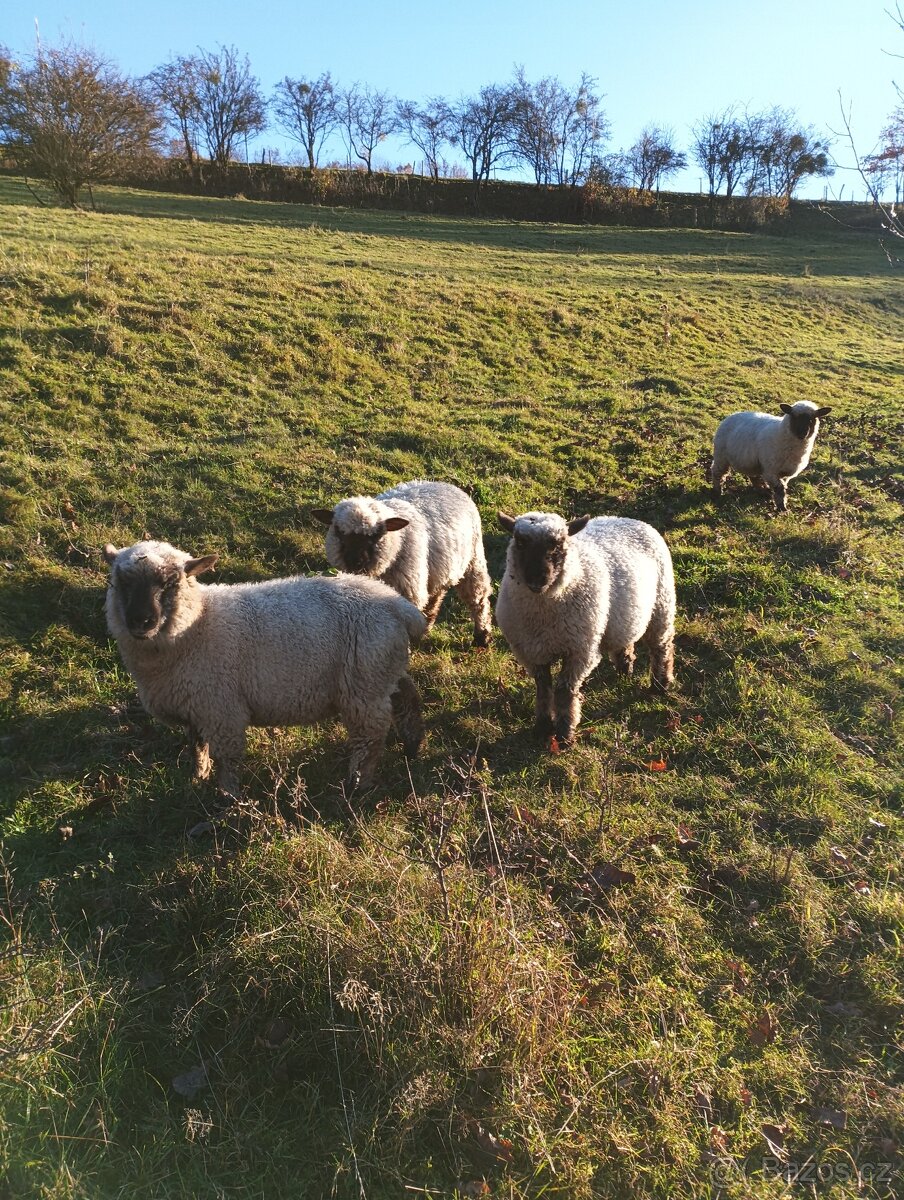 Prodám jehňata Oxford Down (100%) - 2