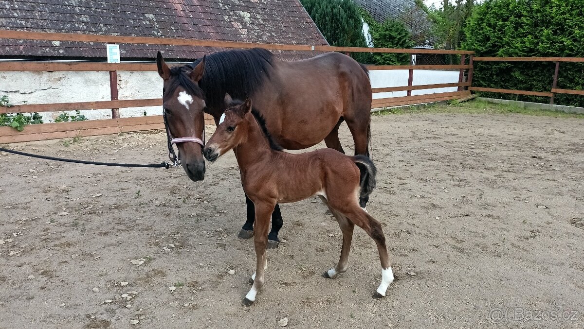 zadám hřebečka pro Win Royal Bonanza - 2