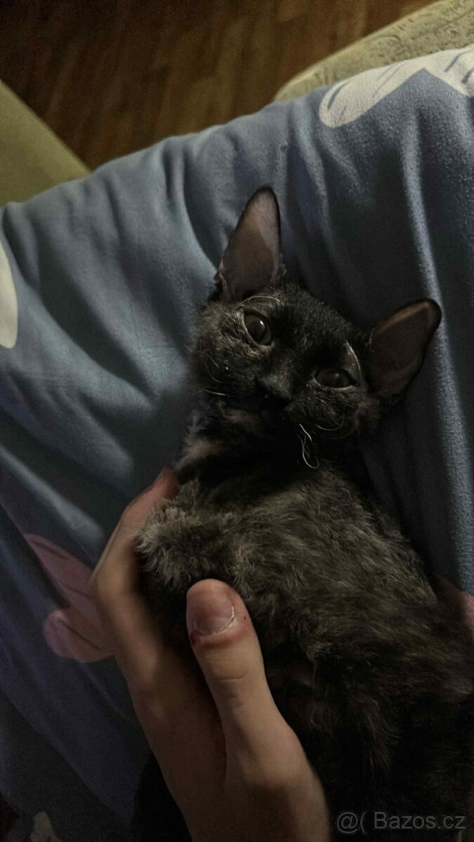 Cornish rex bez pp - 2