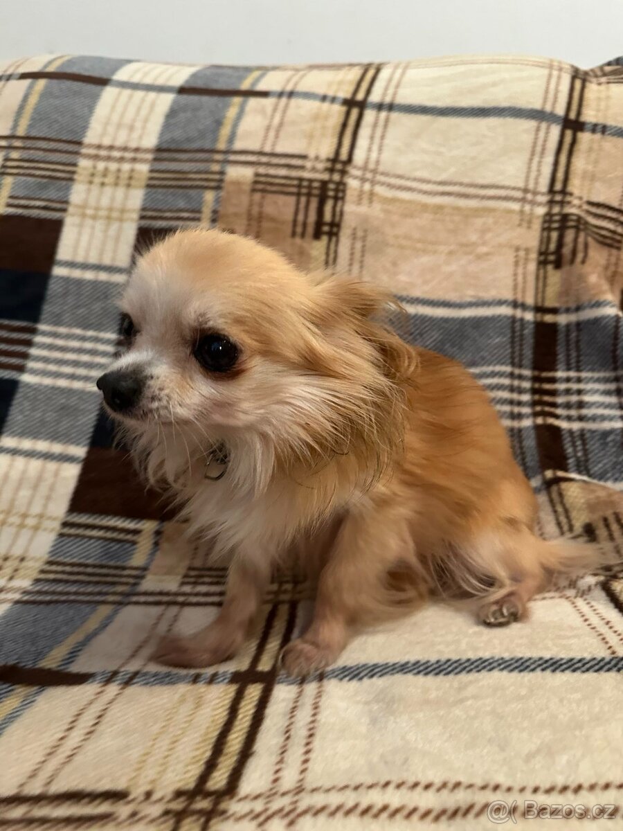 Dlouhosrstá čivava (kluk) - 2