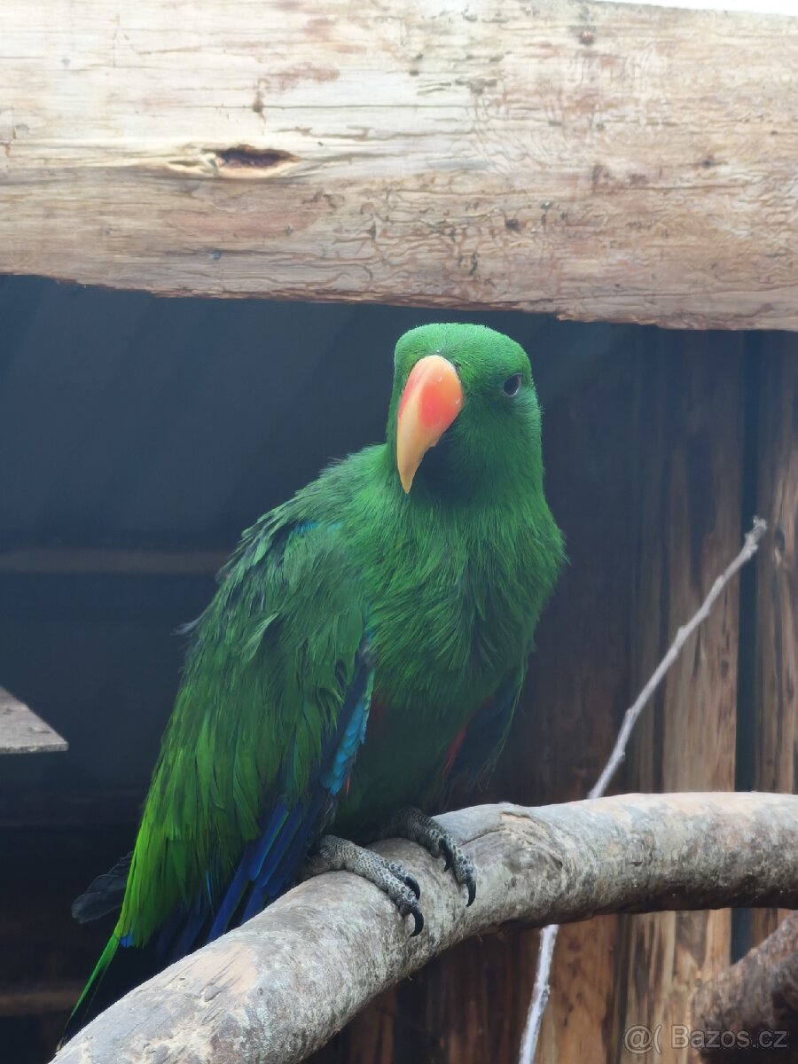 Papoušek Eklektus různobarvý - 2