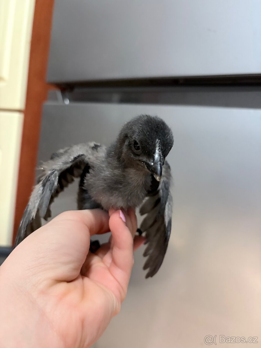 Kuřata Ayam Cemani - 2