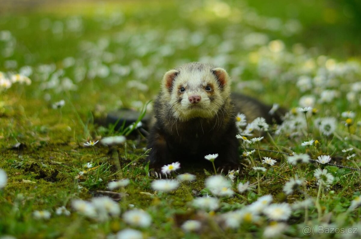 Fretka - předběžná rezervace - 2