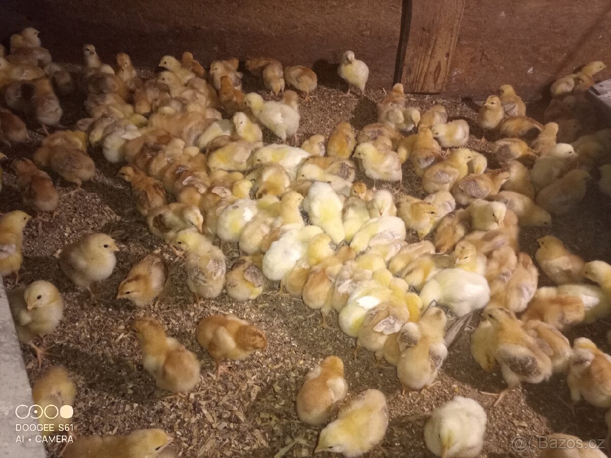 Kuřata - 2
