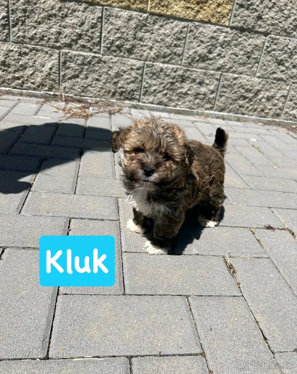 Maltipoo - 2