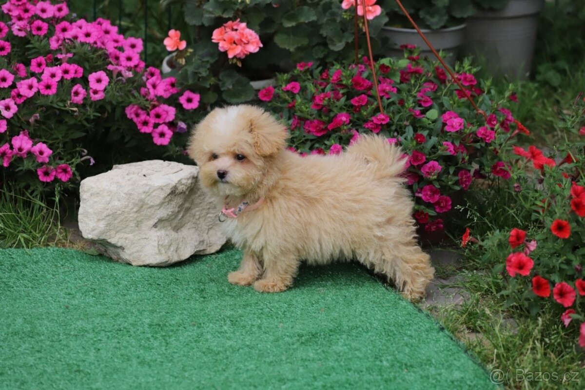 Maltipoo F 1 - 2