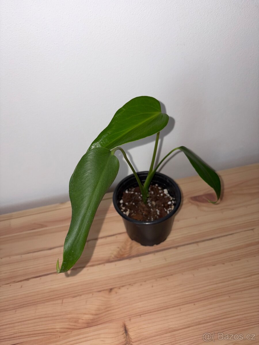 Monstera burle marx flame - 2