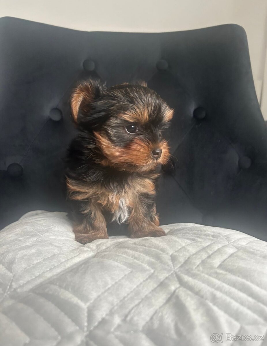 Jorkšírský teriér - 2