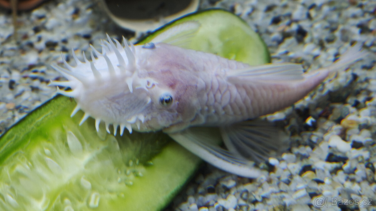 Ancitrus Snow White L144 - samec vlastní odchov - 2