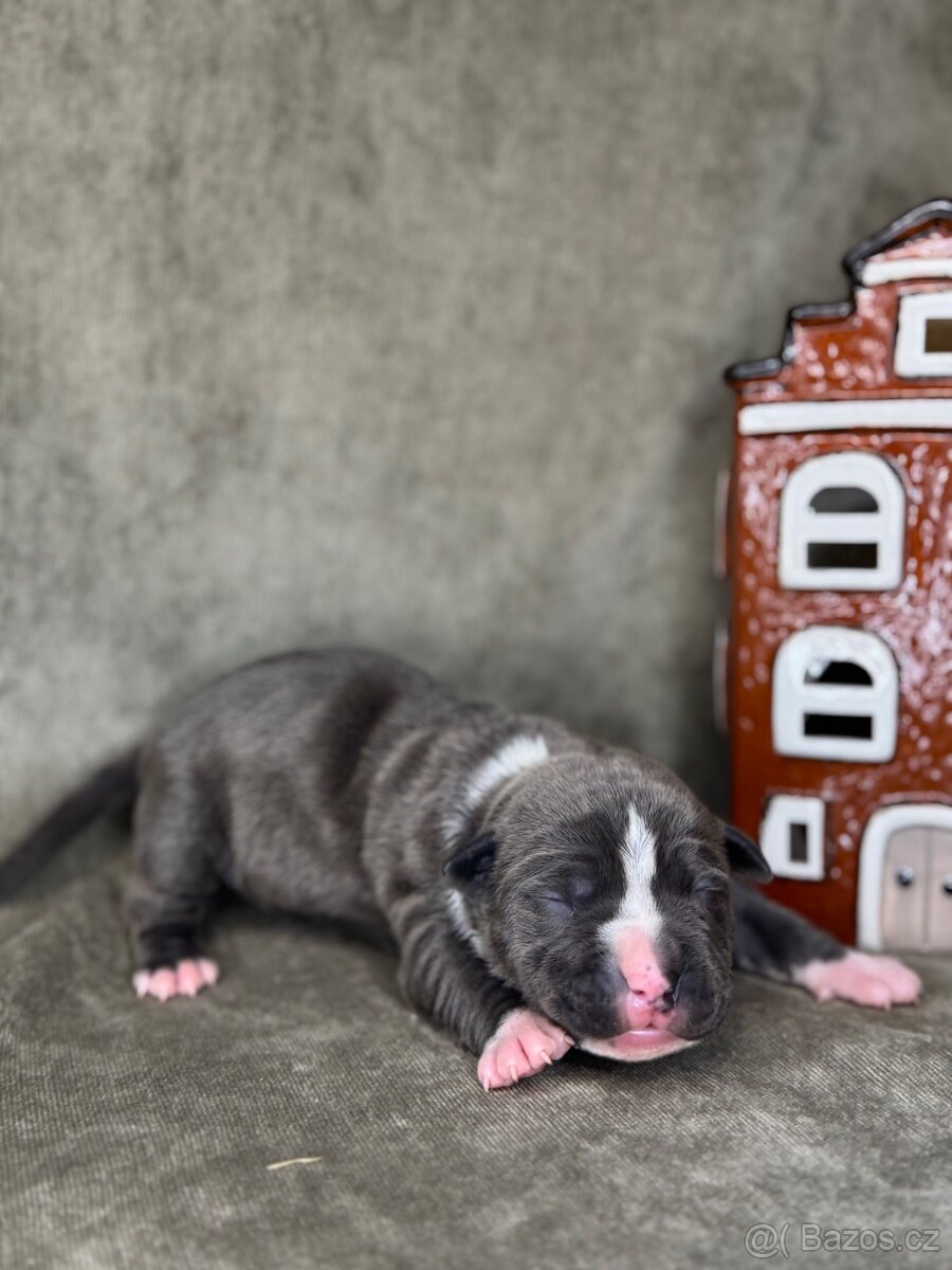 Americký stafordšírský teriér - 2