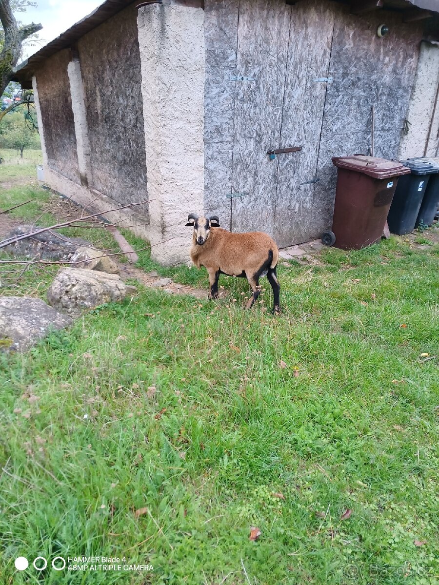 Kamerunský beran - 2