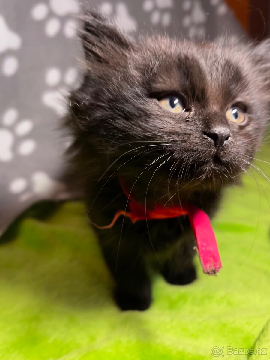 Koťátko Růženka 🎀 - 2