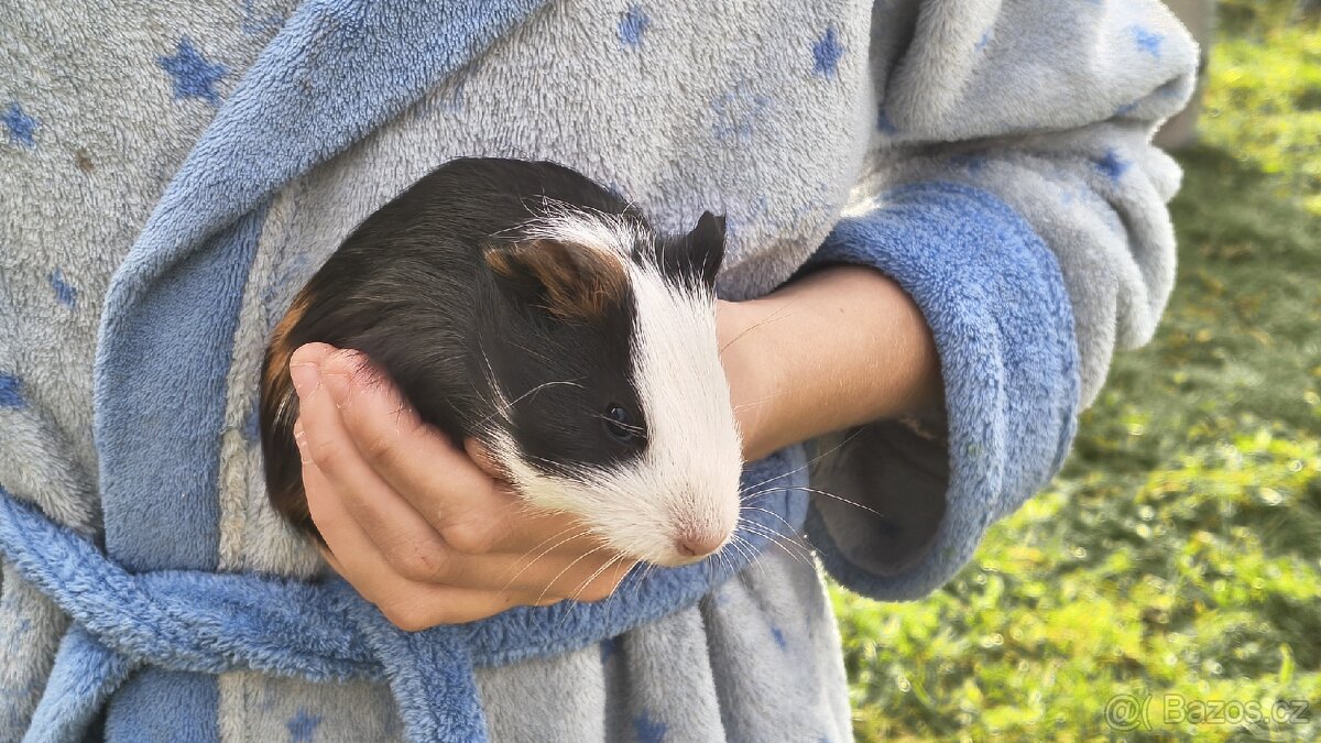 Morče, morčata, morčátka - 2