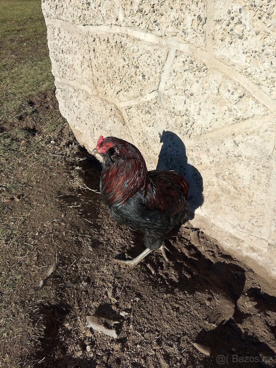 Kohout Araukana a Maranska - 2