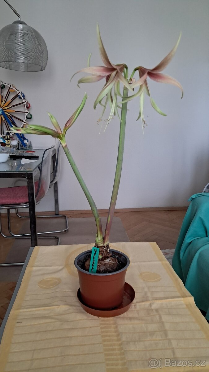 2x Amaryllis - Amarylis - 2