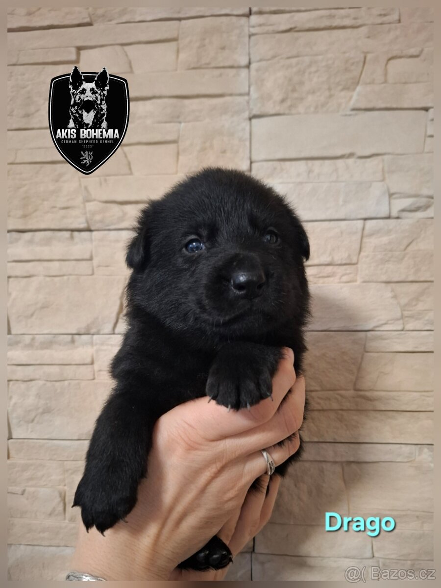 Německý ovčák - štěňata s PP - 2