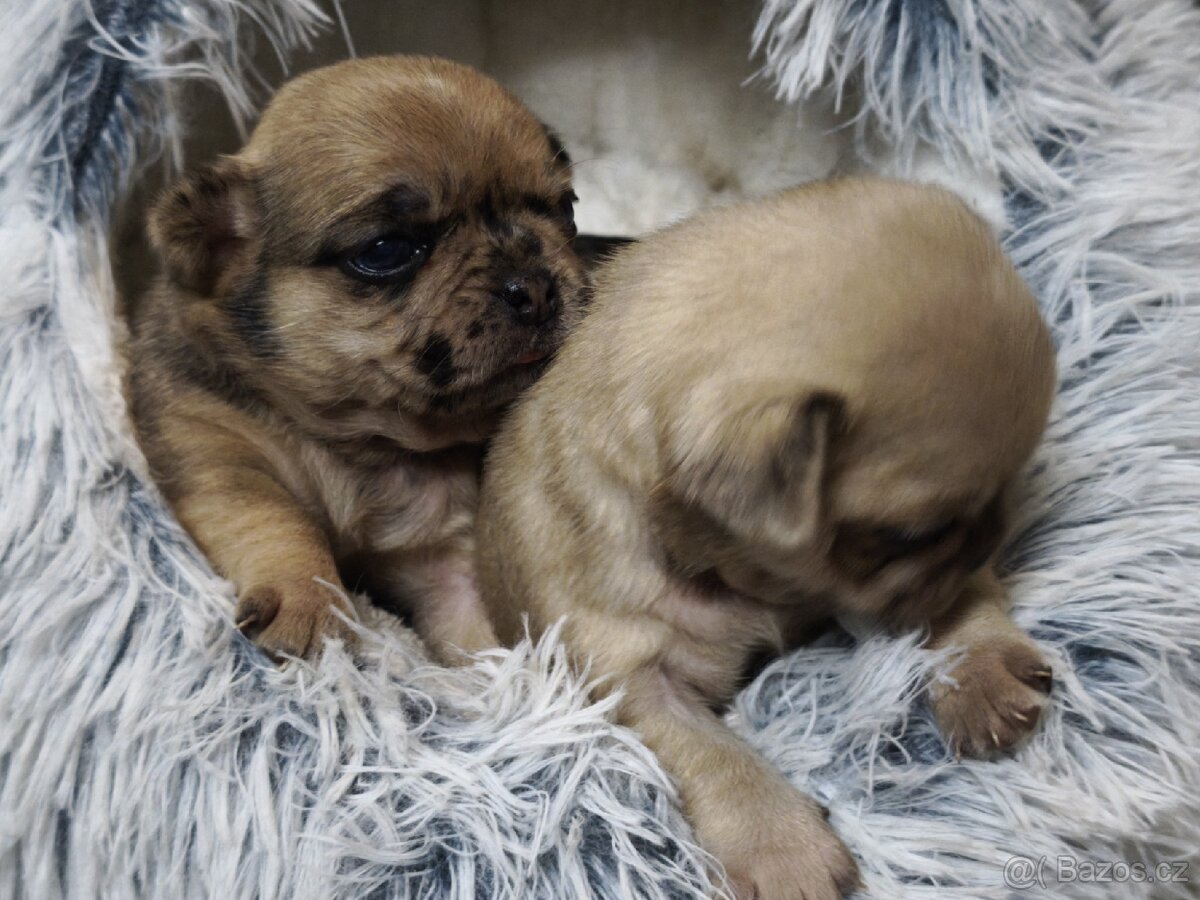Mops kříženci - 2